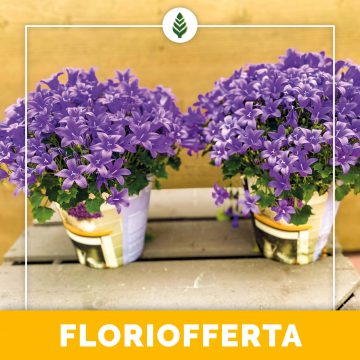 Floriofferta | Campanula