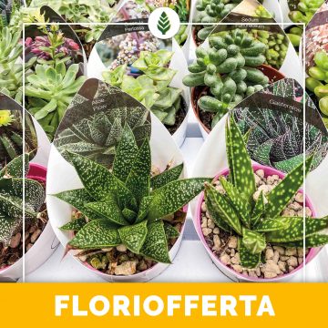 Floriofferta | Piante grasse