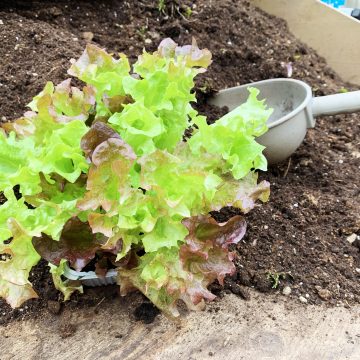 Terriccio ideale per piante da orto?
