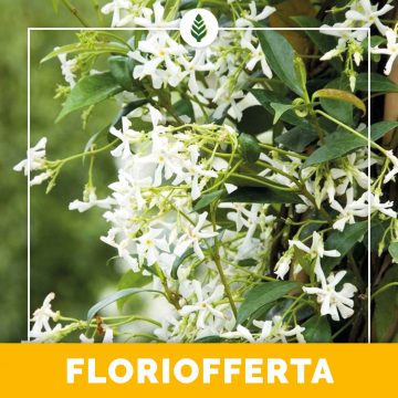 Floriofferta | Gelsomino rhyncospermum