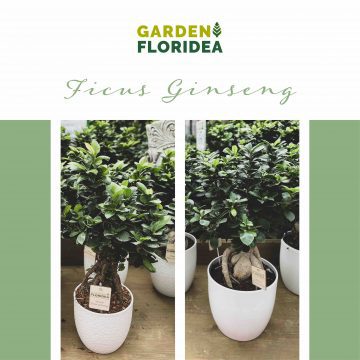 Il Bonsai Ficus Ginseng
