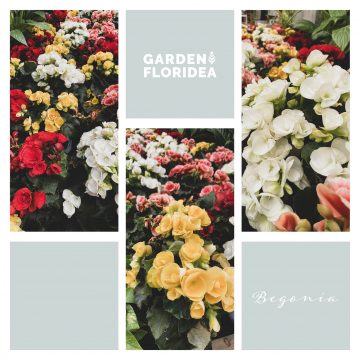 Floriconsigli | La begonia