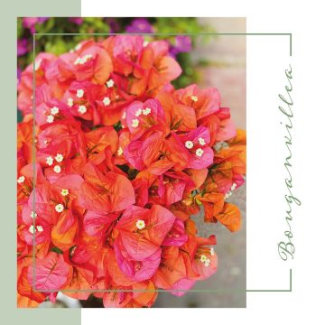 La Bouganvillea