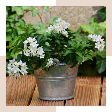 Il Solanum jasminoides