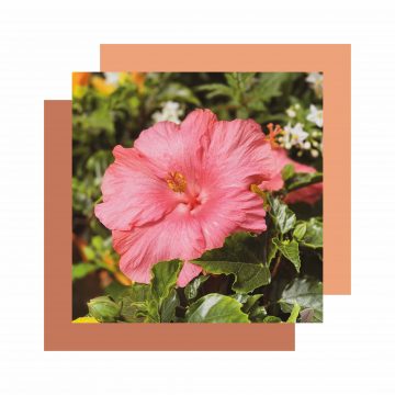 Hibiscus