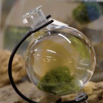 FloriNatale | L'alga marimo