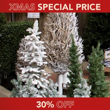 XMAS SPECIAL PRICE | alberi di Natale