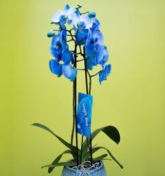 Eleganti orchidee