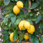 OFFERTA AGRUMI - ERBE AROMATICHE - PIATTI "COLTIVIA"