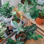 CUORE VERDE