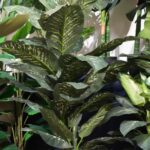 PIANTE ANTI UV