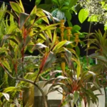 PIANTE ARTIFICIALI PREMIUM